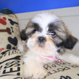 Anubis Shih Tzu 02