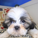 Anubis Shih Tzu 03