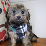 Aspin Havanese 01