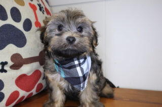 Aspin Havanese 01
