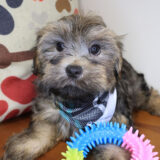Aspin Havanese 02