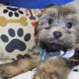Aspin Havanese 03