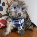 Aspin Havanese 04
