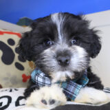 Astro Havanese 02