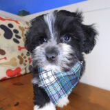 Astro Havanese 04