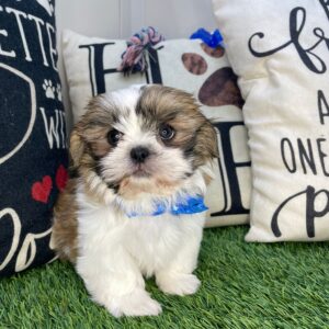 Astro Shih Tzu 01