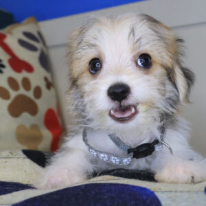 Atom Morkie 01