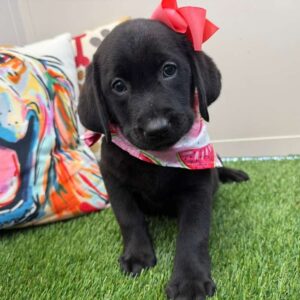 Audrey Labrador Retriever 01