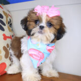 Autumn Shih Tzu 01
