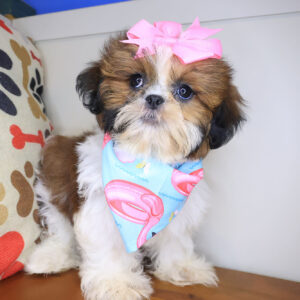 Autumn Shih Tzu 01