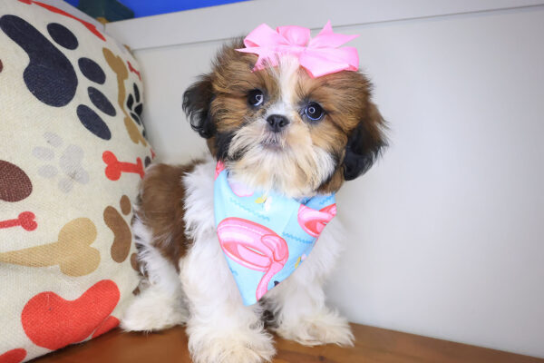 Autumn Shih Tzu 01