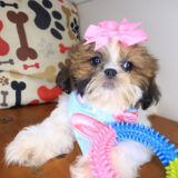 Autumn Shih Tzu 02