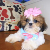Autumn Shih Tzu 04