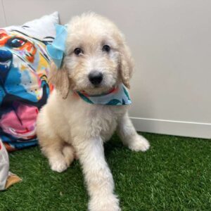 Babka Goldendoodle 01