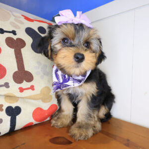 Babykins Yorkshire Terrier 01