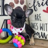 Bailey French Bulldog 01