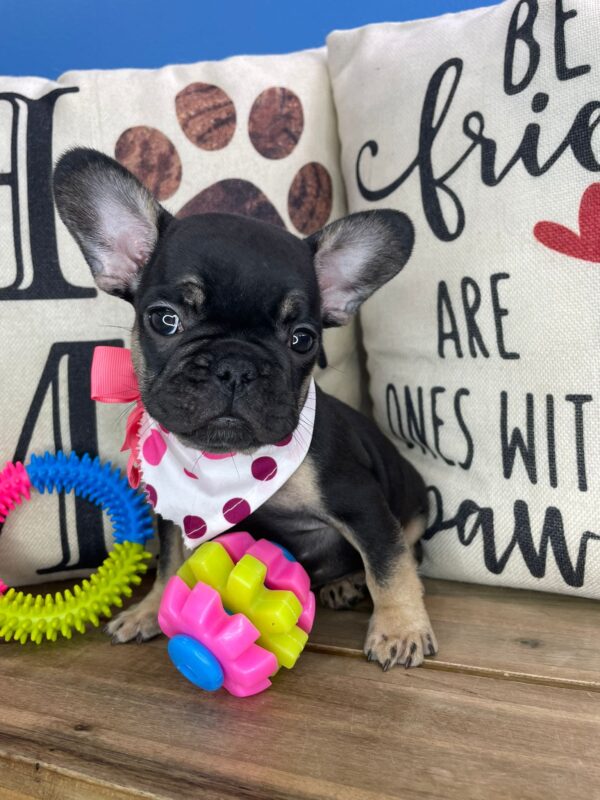 Bailey French Bulldog 01
