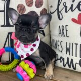 Bailey French Bulldog 03