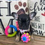 Bailey French Bulldog 04