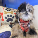 Bane Shihpoo 02