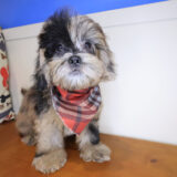 Bane Shihpoo 03