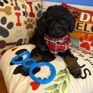 Barnaby Poodle 01
