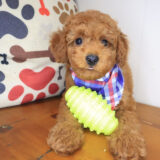 Barry Poodle 01