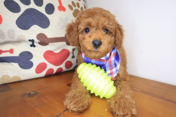 Barry Poodle 01