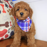 Barry Poodle 02