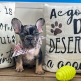 Beans French Bulldog 01