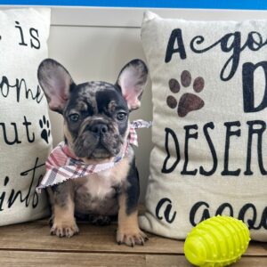 Beans French Bulldog 01