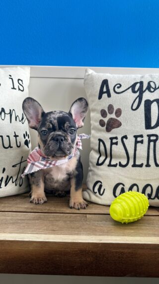 Beans French Bulldog 01