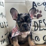Beans French Bulldog 02