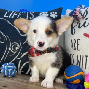 Bear American Corgi 01