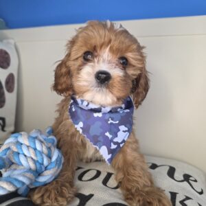Bear Cavapoo 01