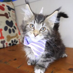 Beatrice Maine Coon 01