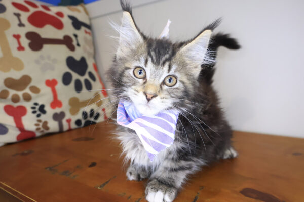 Beatrice Maine Coon 01
