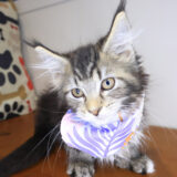 Beatrice Maine Coon 02