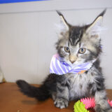 Beatrice Maine Coon 04