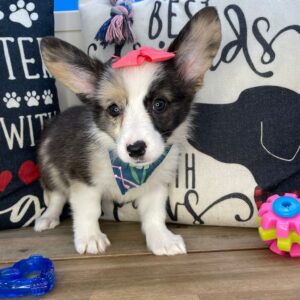 Beatrix American Corgi 01