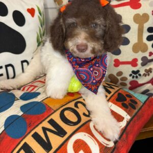 Berry Poodle 01
