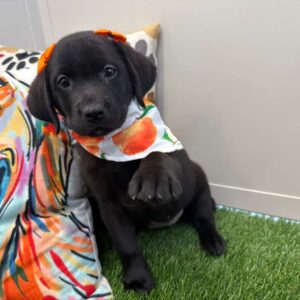 Bib Labrador Retriever 01