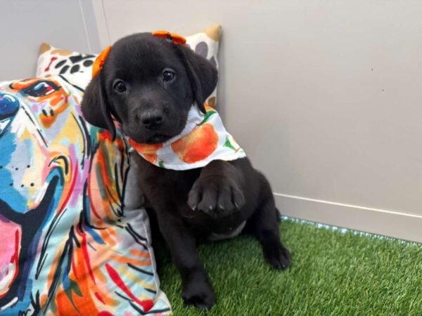 Bib Labrador Retriever 01