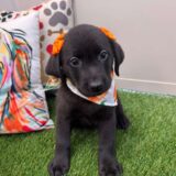 Bib Labrador Retriever 02