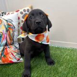 Bib Labrador Retriever 03