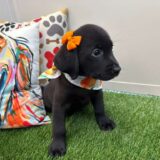 Bib Labrador Retriever 04