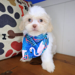 Binky Shih Tzu 01