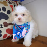 Binky Shih Tzu 03