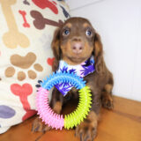 Birch Dachshund 02