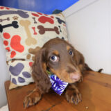 Birch Dachshund 03